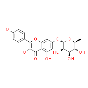 山柰酚-7-O-α-L-鼠李糖苷
