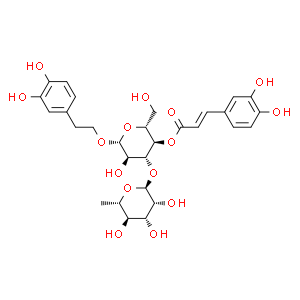 毛蕊花糖苷;麥角甾苷；類葉升麻苷